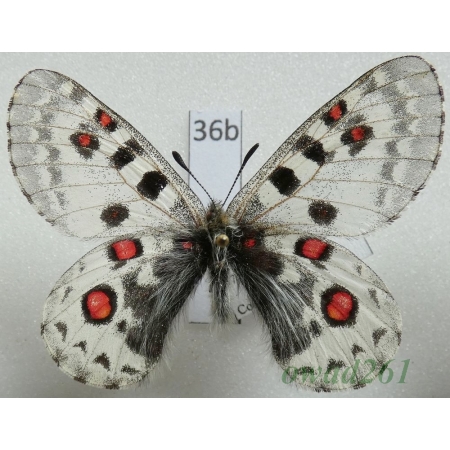 Parnassius epaphus subsp. beiki Bryk & Eisner, 1932 China36b